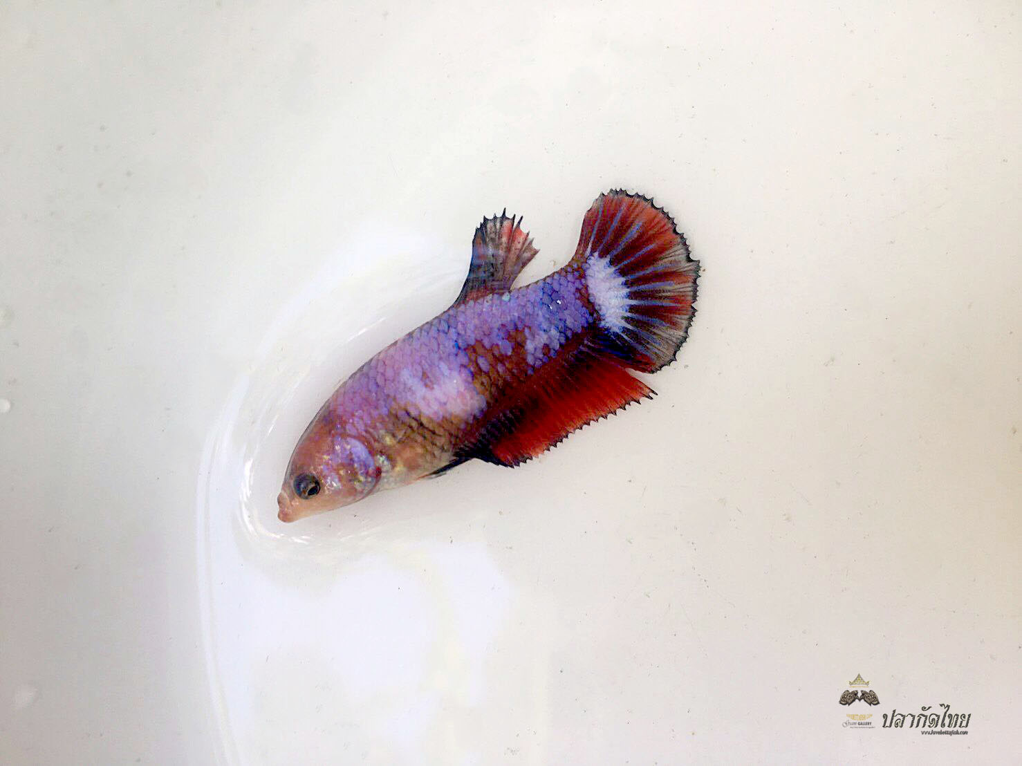 ปลากัดคัดเกรดครีบสั้นตัวเมีย - Female Halfmoon Plakad Fancy Quality Grade