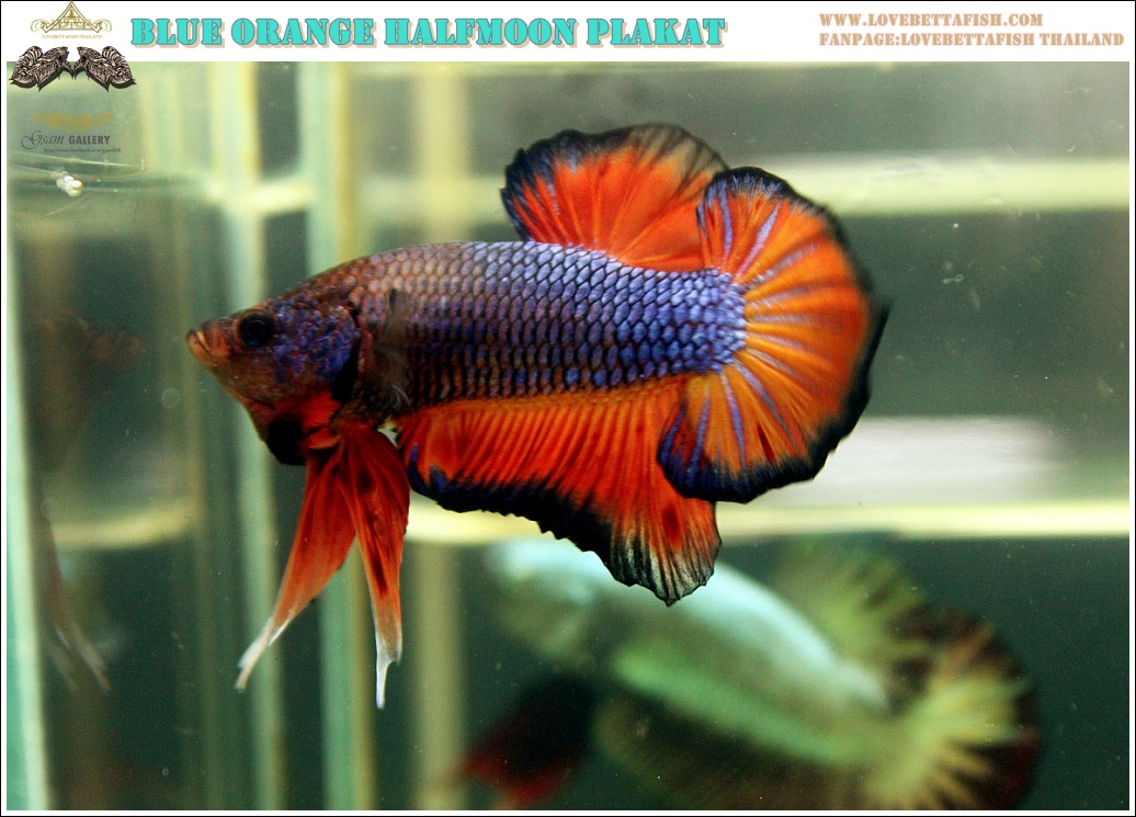 (ขายแล้วครับ)"คัดเกรด"ปลากัดครีบสั้น-Halfmoon Plakats Fancy Dragon Blue Orange