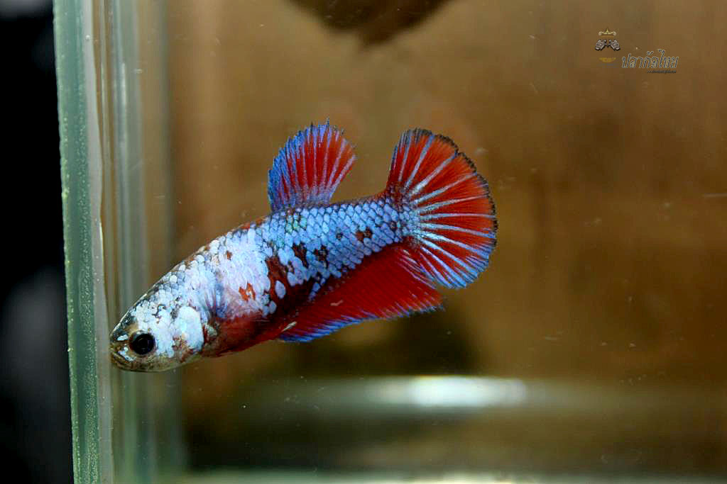 ปลากัดคัดเกรดครีบสั้นตัวเมีย - Halfmoon Plakad Fancy Dragon Premium Quality Grade