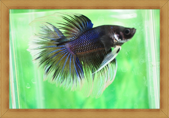(ขายแล้วครับ)ปลากัดครีบยาว - Fancy Halfmoon