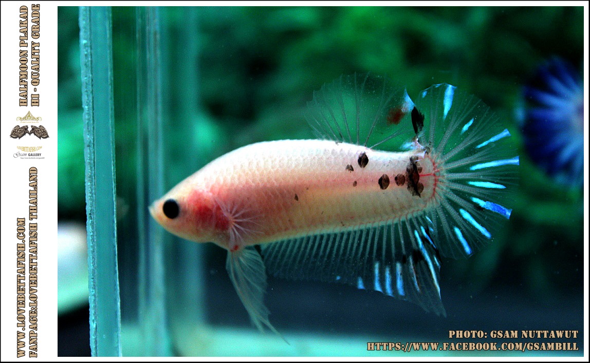 คัดเกรดปลากัดครีบสั้น-Halfmoon Plakad Fancy KOI