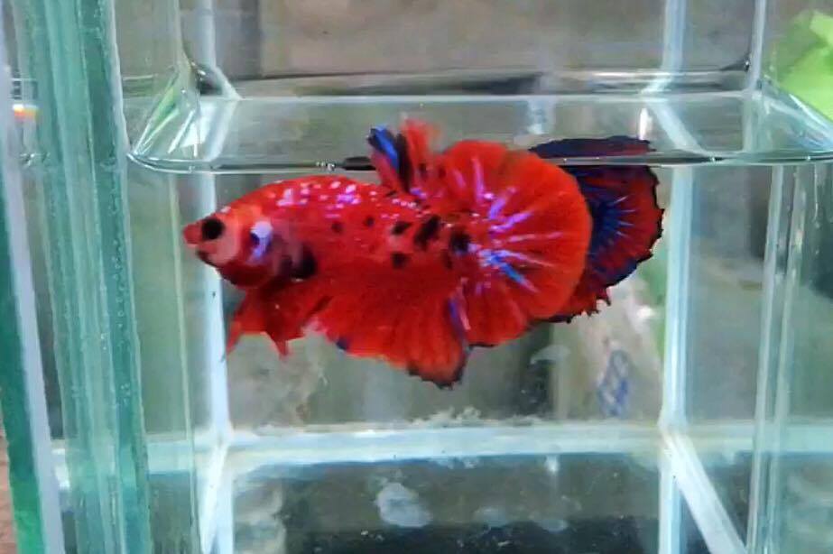 ปลากัดคัดเกรดครีบสั้น - Halfmoon Plakad Red koi Galaxy Quality Grade