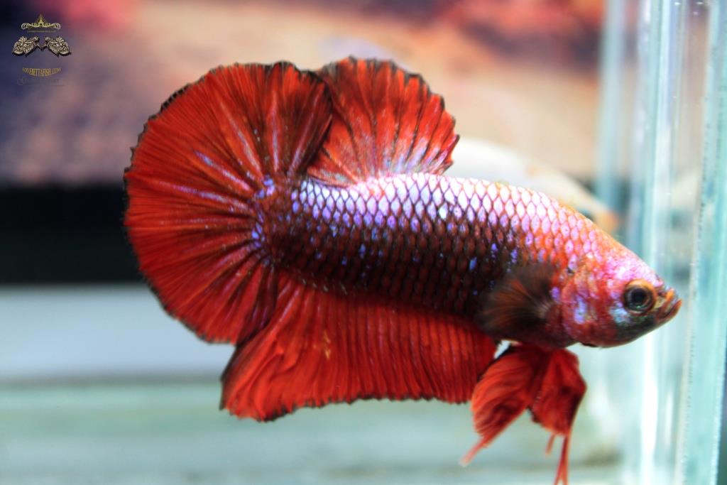 ปลากัดคัดเกรดครีบสั้น - Halfmoon Plakad Over Tails Red Devil Colors Premium Quality Grade AAA+