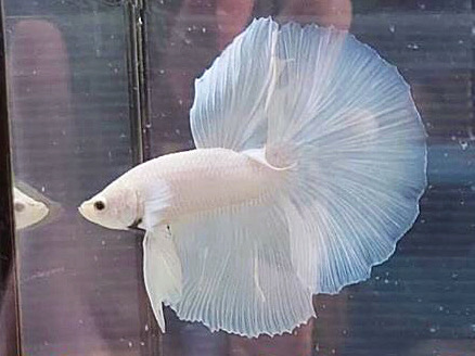 ปลากัดคัดเกรดครีบยาวพ่อพันธุ์แม่พันธุ์พร้อมผสม"สีขาว 1 คู่" - Female + Male Halfmoon White Platinum Premium Quality Grade