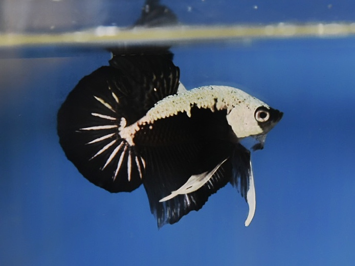 'ปลาวัยรุ่นอนาคตไกล' ปลากัดคัดเกรดครีบสั้น - Halfmoon Plakad Black Samurai Premium Quality Grade