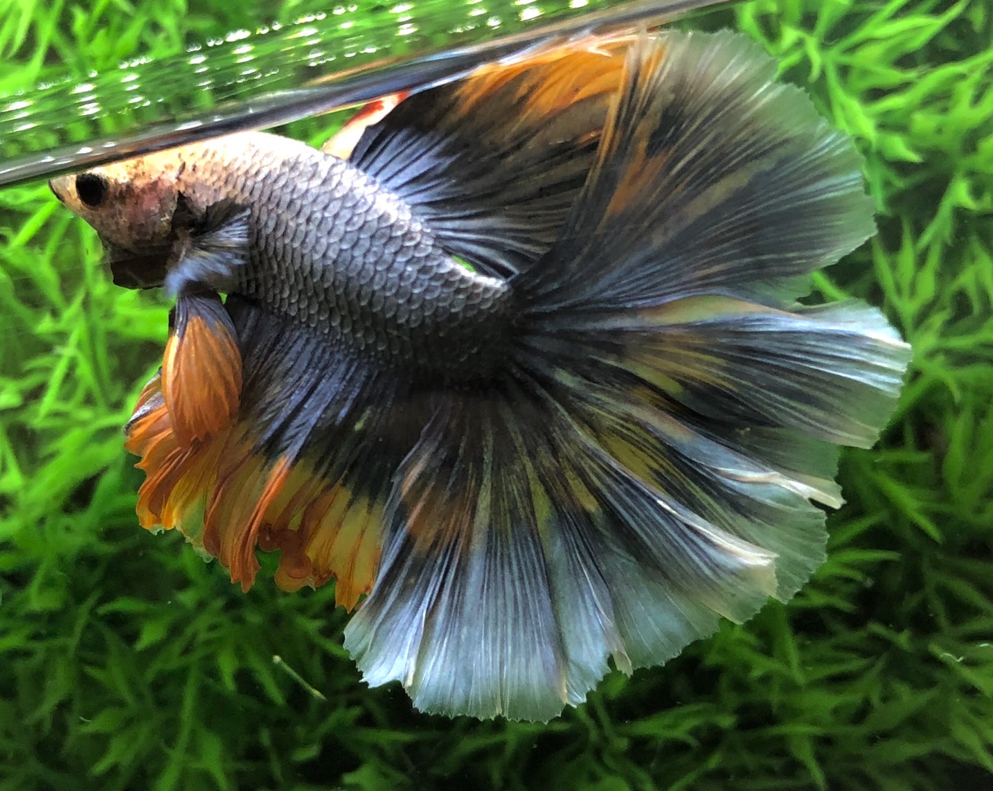 ปลากัดคัดเกรดครีบยาว - Halfmoon Fancy Dragon Yellow Gray Premium Quality Grade