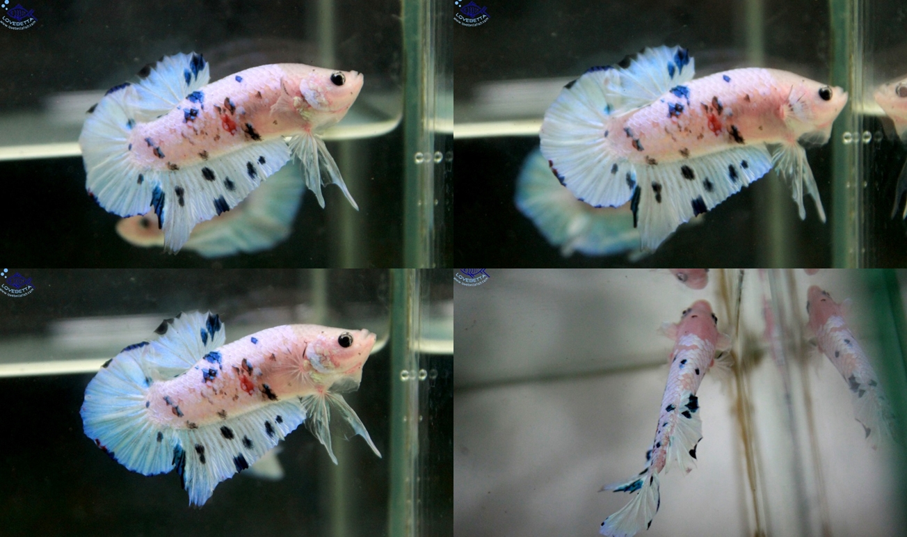 (ขายแล้วครับ)"คัดเกรด"ปลากัดครีบสั้น-Halfmoon Plakats Fancy Mark Blue
