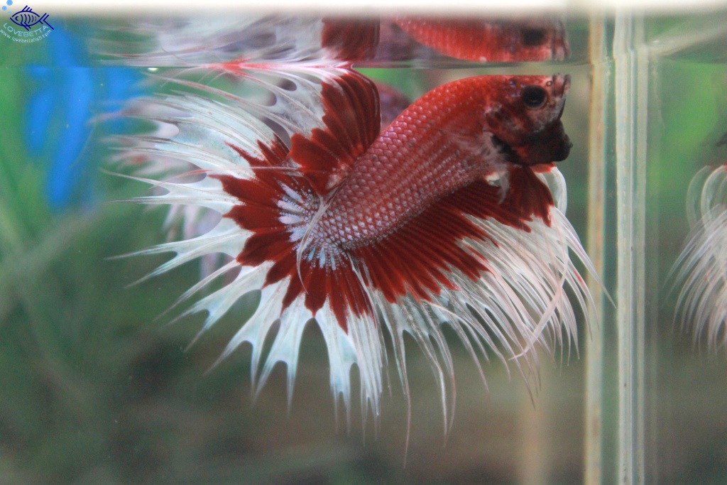 (ขายแล้วครับ)ปลากัดครีบยาวหางมงกุฏ-Crowntails Fancy