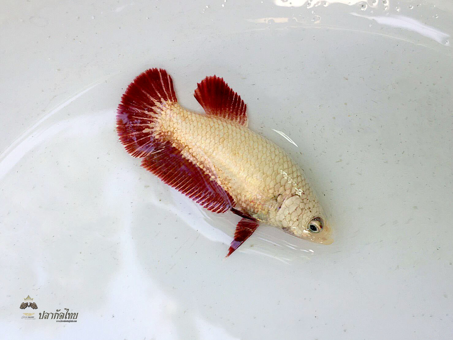 ปลากัดคัดเกรดครีบสั้นตัวเมีย - Female Halfmoon Plakad Red Dragon Quality Grade