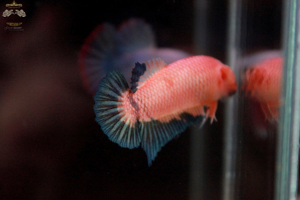 (ขายแล้วครับ)ตอนรับปีใหม่"คัดเกรด"ปลากัดครีบสั้นตัวเมีย-Female Halfmoon Plakats Fancy Pink