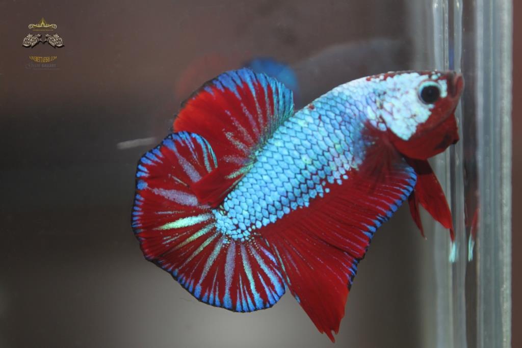 ปลากัดคัดเกรดครีบสั้น - Halfmoon Plakad Fancy Dragon Premium Quality Grade AAA+