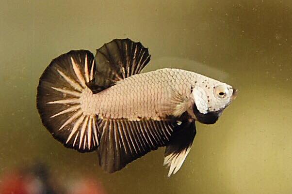 "มังกรดำ" ปลากัดคัดเกรดครีบสั้น - Halfmoon Plakad Black Dragon Premium Quality Grade