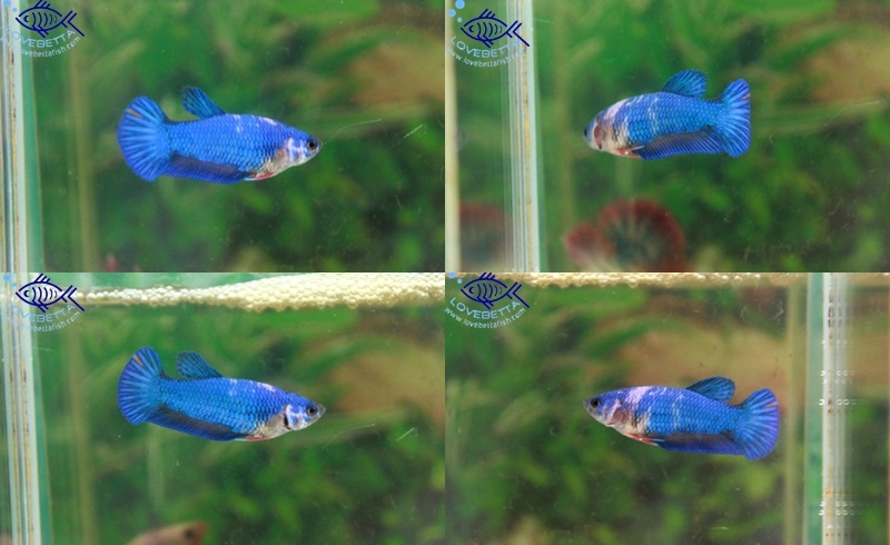 (ขายแล้วครับ)"คัดเกรด"ปลากัดครีบสั้นตัวเมีย-Halfmoon Plakats Fancy Dragon