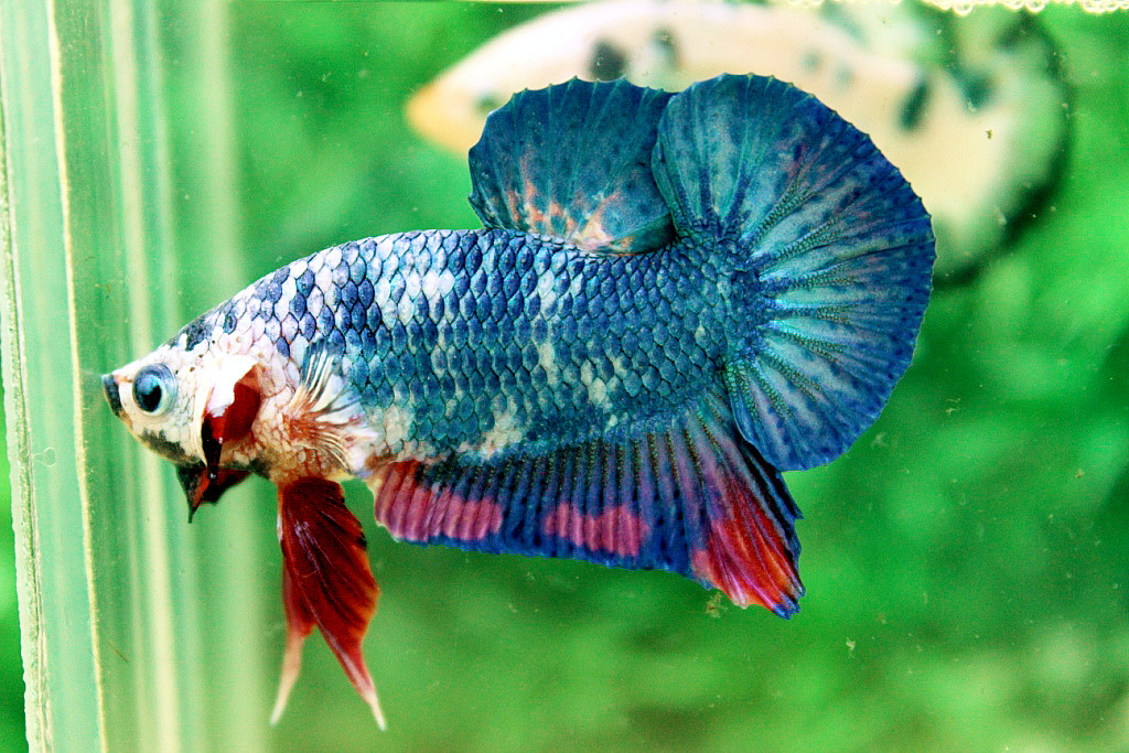 คัดเกรดปลากัดครีบสั้น-Halfmoon Plakat Green Fancy Dragon