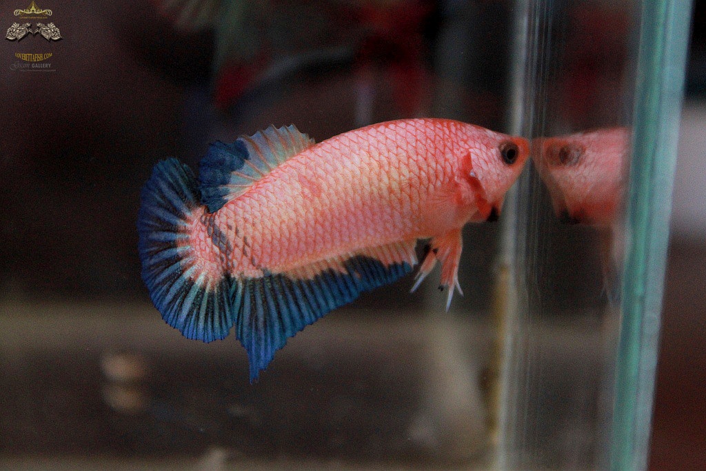 (ขายแล้วครับ)ตอนรับปีใหม่"คัดเกรด"ปลากัดครีบสั้นตัวเมีย-Female Halfmoon Plakats Fancy Pink