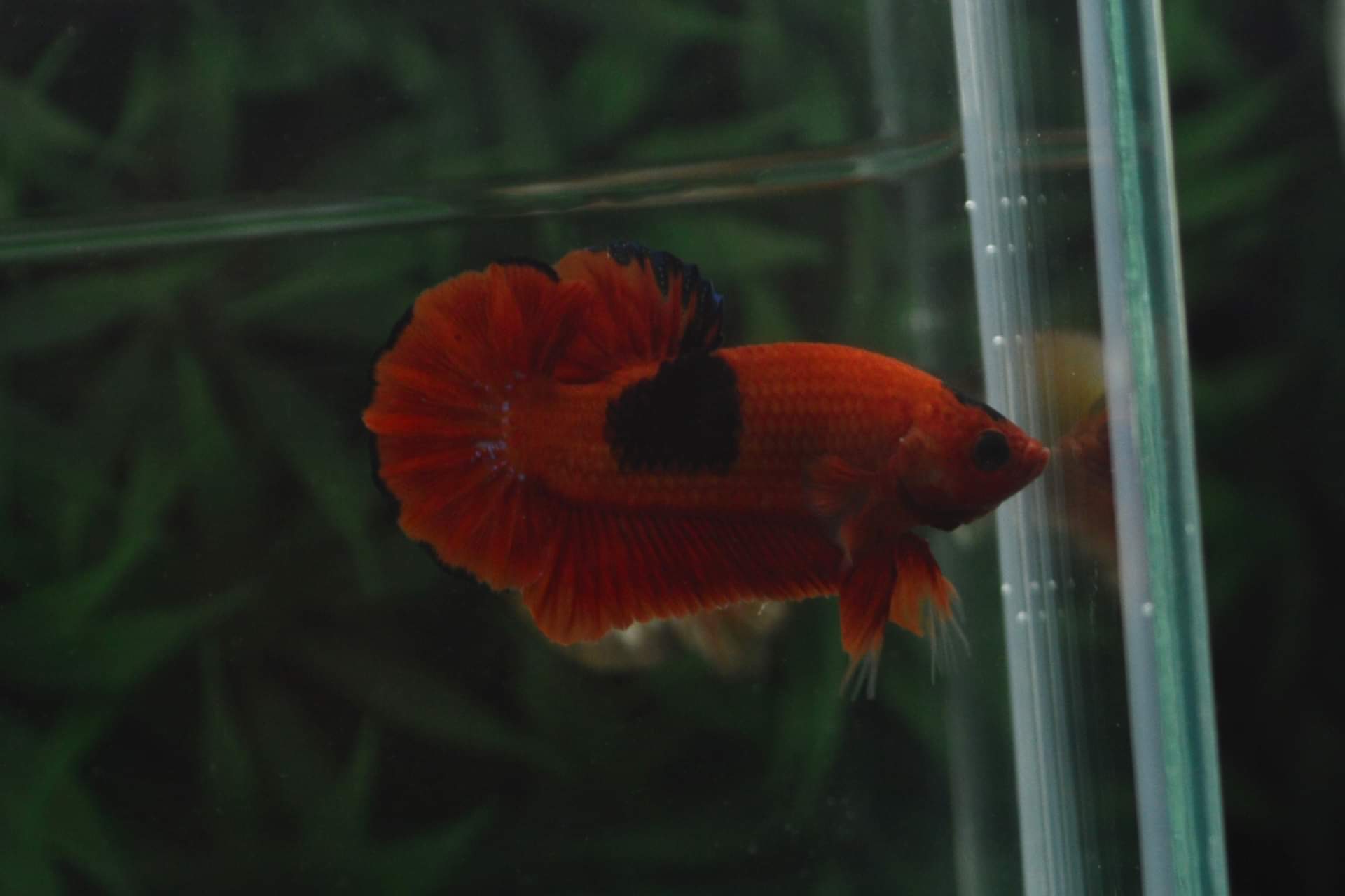 ปลากัดคัดเกรดครีบสั้น - Halfmoon Plakad Red Deliv Fancy Premium Quality Grade