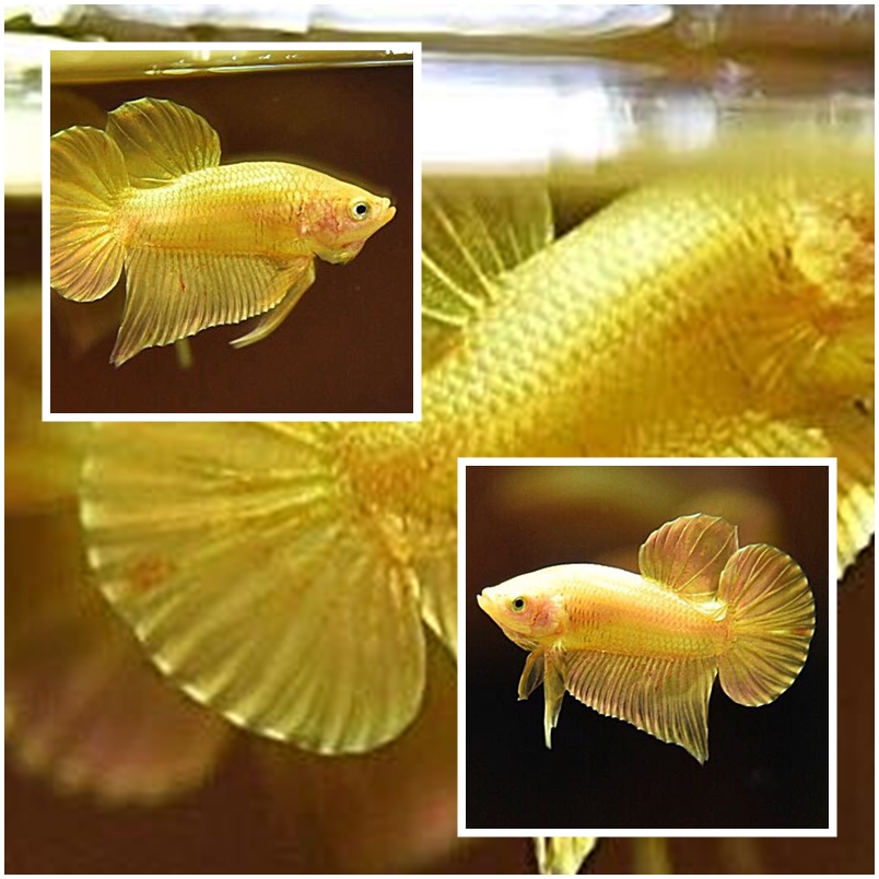 "ปลากัดสีทอง Super Gold" ปลากัดคัดเกรดครีบสั้น - Halfmoon Plakad Super Gold Quality Grade
