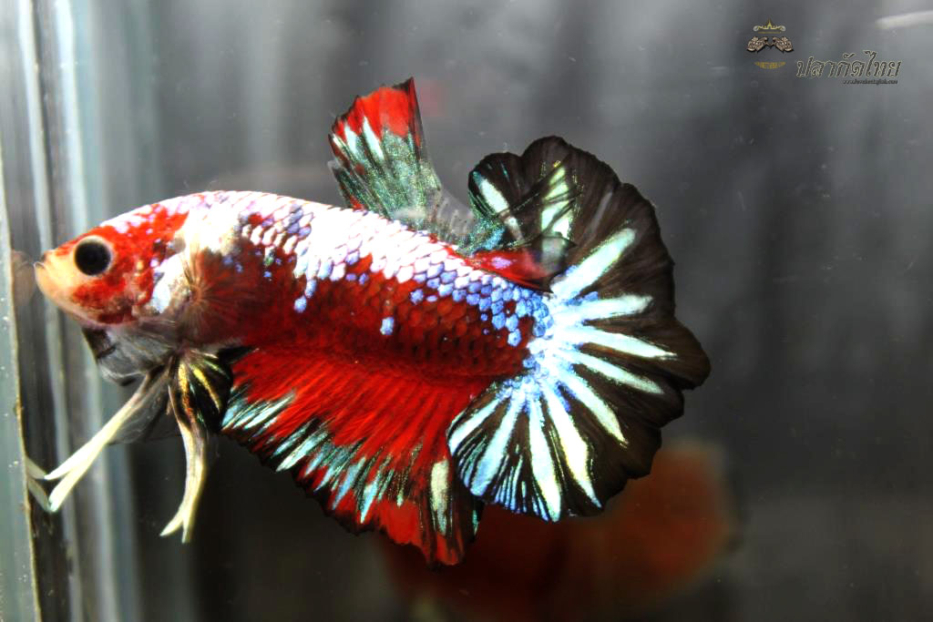 ปลากัดคัดเกรดครีบสั้น - Halfmoon Plakad Fancy Dragon Quality Grade