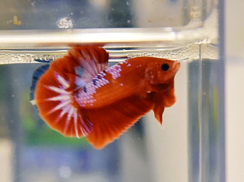 ปลากัดคัดเกรดครีบสั้น - Halfmoon Plakad Fancy Dragon Premium Quality Grade