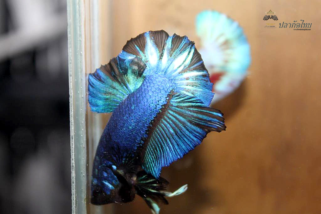 ปลากัดคัดเกรดครีบสั้น - Halfmoon Plakad Fancy Blue Dragon Premium Quality Grade