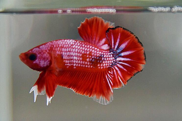 "เนื้อแดง" ปลากัดคัดเกรดครีบสั้น - Halfmoon Plakad Fancy Red Devil Premium Quality Grade