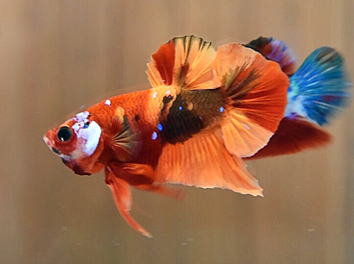 'นีโม่'ปลากัดคัดเกรดครีบสั้น - Halfmoon Plakad Fancy Nemo Premium Quality Grade