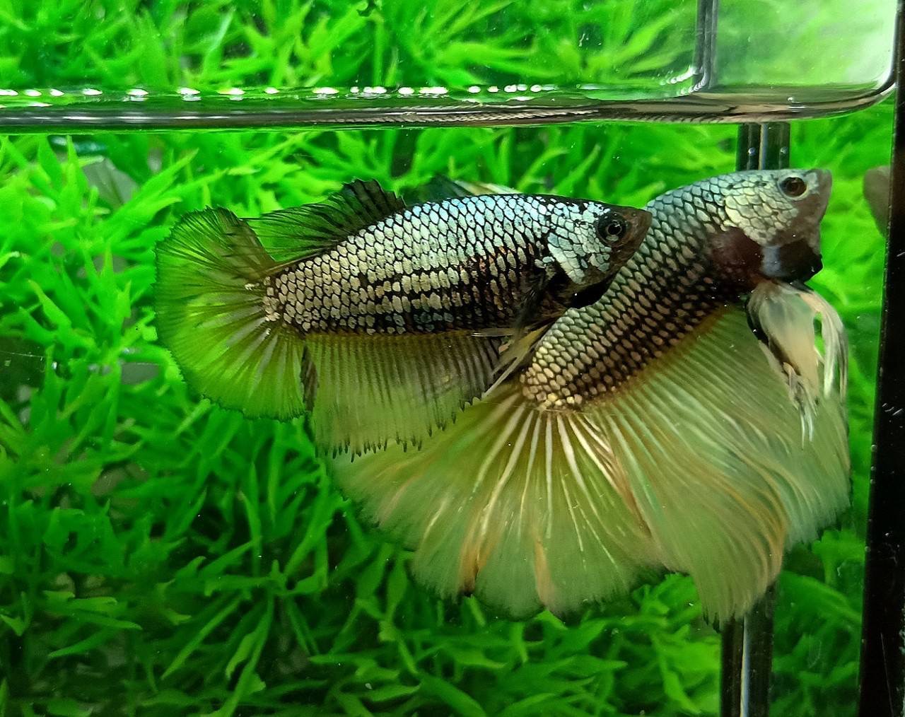 ปลากัดคัดเกรดครีบยาวตัวผู้ตัวเมียพร้อมผสม - Male+Female Halfmoon Fancy Yellow Copper Colors Premium Quality Grade