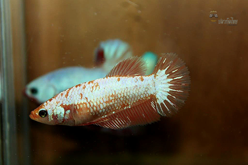 ปลากัดคัดเกรดครีบสั้นตัวเมีย - Female Halfmoon Plakad Fancy Dragon Premium Quality Grade