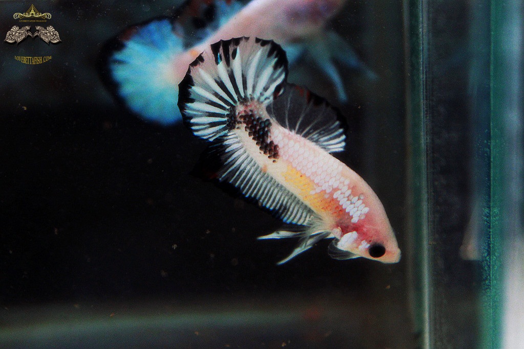(ขายแล้วครับ)"คัดเกรด"ปลากัดครีบสั้น-Halfmoon Plakats Fancy Koi