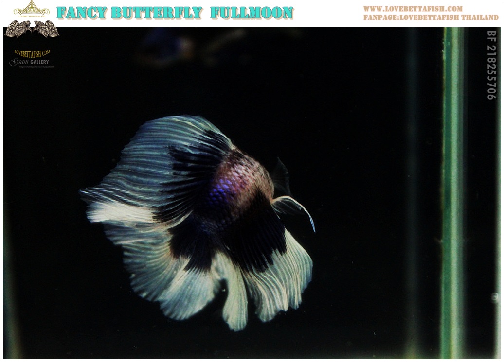 (ขายแล้วครับ)"คัดเกรด"ปลากัดครีบยาว หางพระจันทร์เต็มดวง หางคู่-Fullmoon BF Butterfly