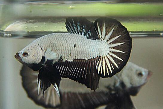 "มังกรดำคัดเกรดพ่อพันธุ์" ปลากัดคัดเกรดครีบสั้น - Halfmoon Plakad Black Dragon Premium Quality Grade