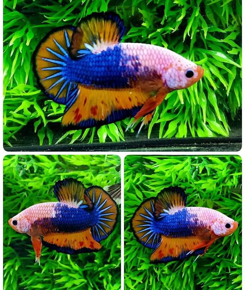ปลากัดคัดเกรดครีบสั้น - Halfmoon Plakad Fancy Dragon Premium Quality Grade
