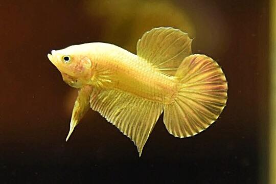 "ปลากัดสีทอง Super Gold" ปลากัดคัดเกรดครีบสั้น - Halfmoon Plakad Super Gold Quality Grade