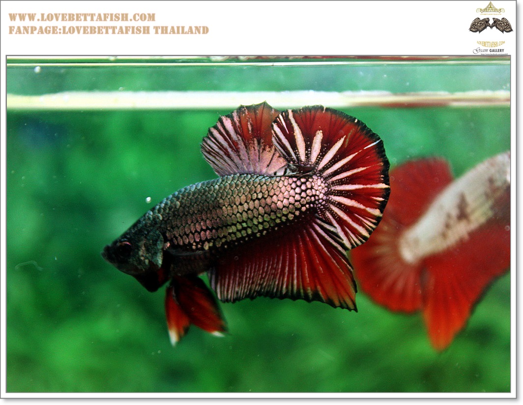 คัดเกรดปลากัดครีบสั้น-Halfmoon Plakat Copper Quality Grade