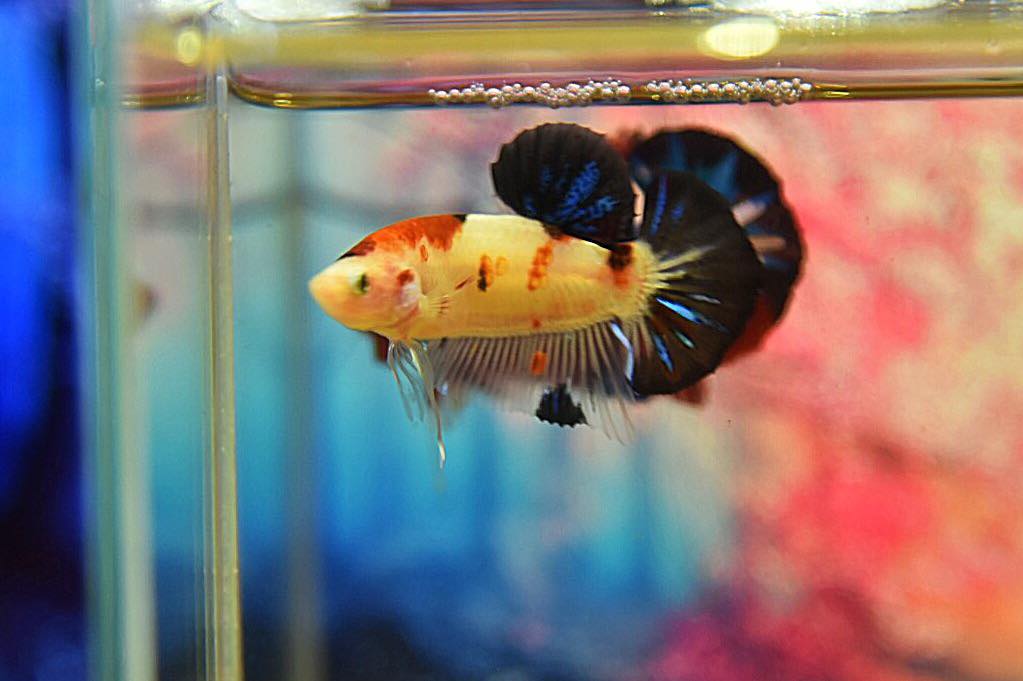 ปลากัดแฟนซีโค่ยลายปลาคราฟ ปลากัดคัดเกรดครีบสั้น - Halfmoon Plakad Fancy Koi Premium Quality Grade