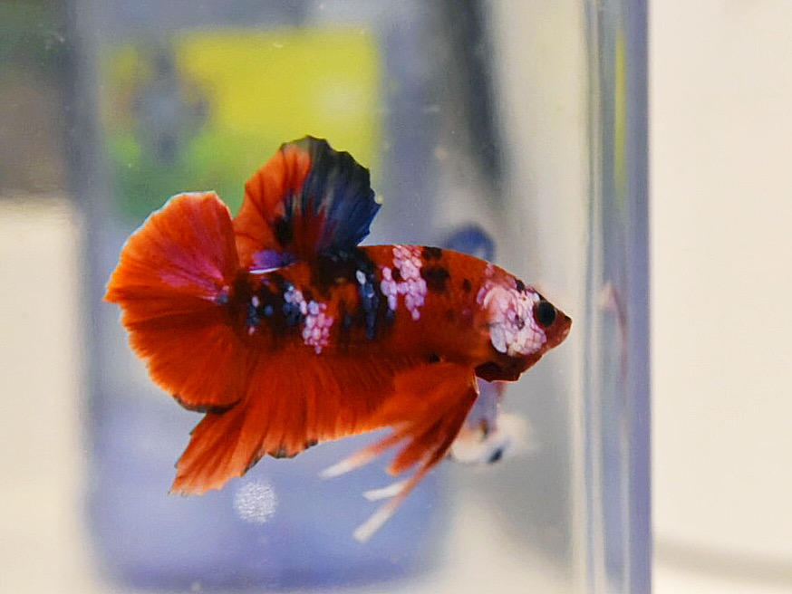 ปลากัดคัดเกรดครีบสั้น - Halfmoon Plakad Fancy Koi Galaxy Premium Quality Grade