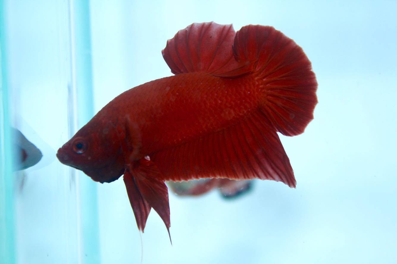 ปลากัดคัดเกรดครีบสั้น - Halfmoon Plakad Super Red Quality Grade