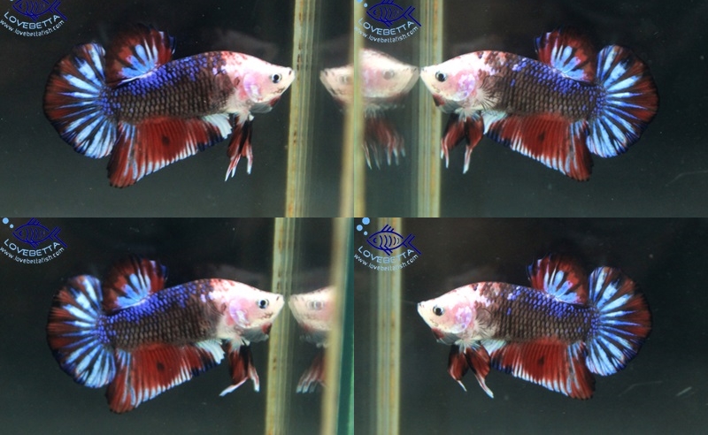 (ขายแล้วครับ)"คัดเกรด"ปลากัดครีบสั้น-Halfmoon Plakats Super Fancy