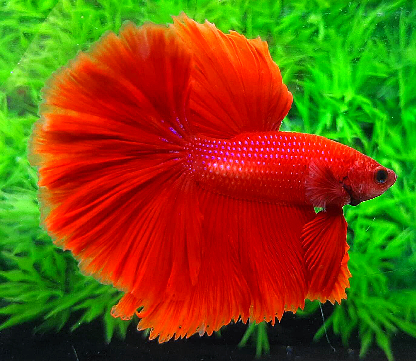 ปลากัดคัดเกรดครีบยาว - Halfmoon Super Red Premium Quality Grade
