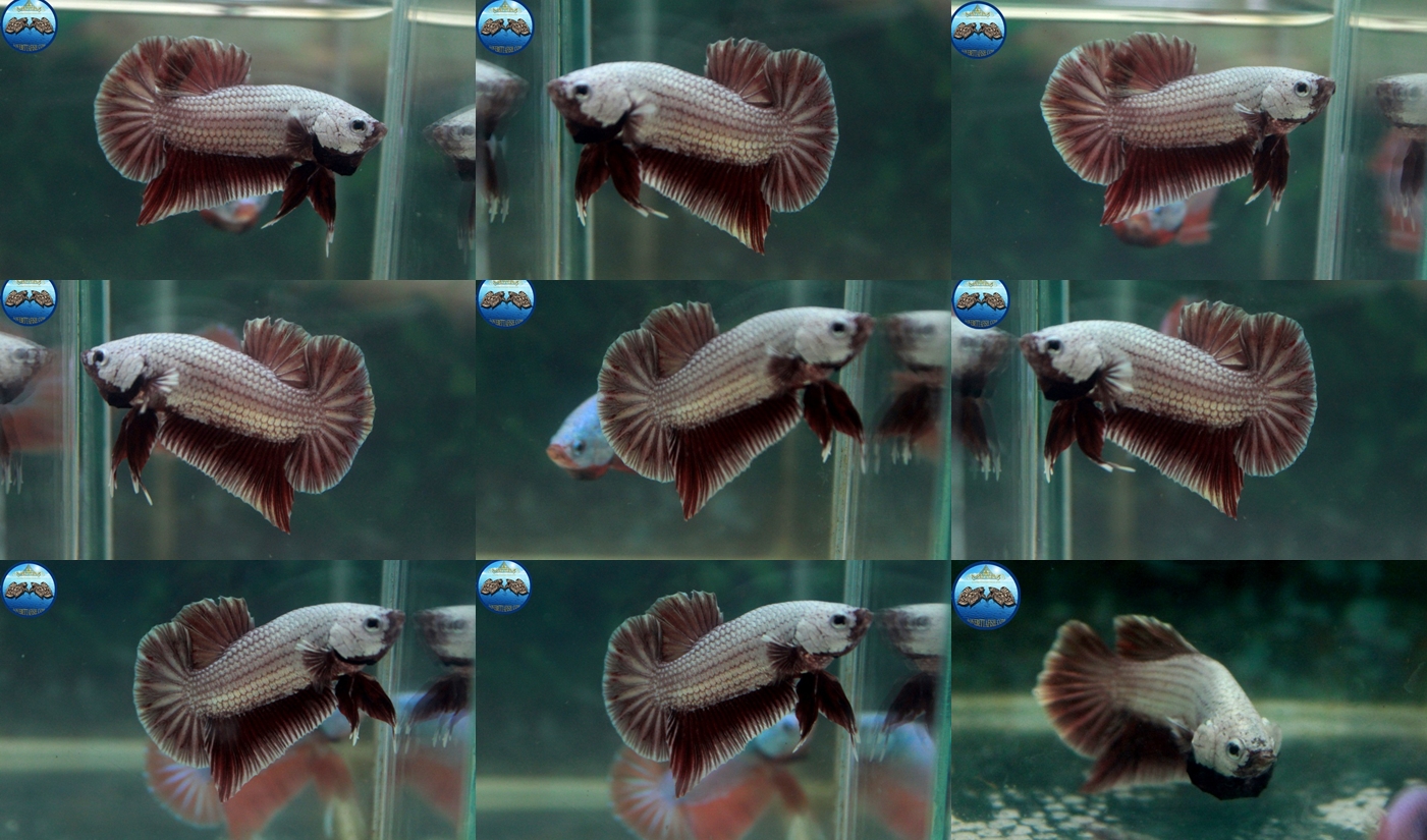(ขายแล้วครับ)"คัดเกรด"ปลากัดครีบสั้น-Halfmoon Plakats Red Dragon