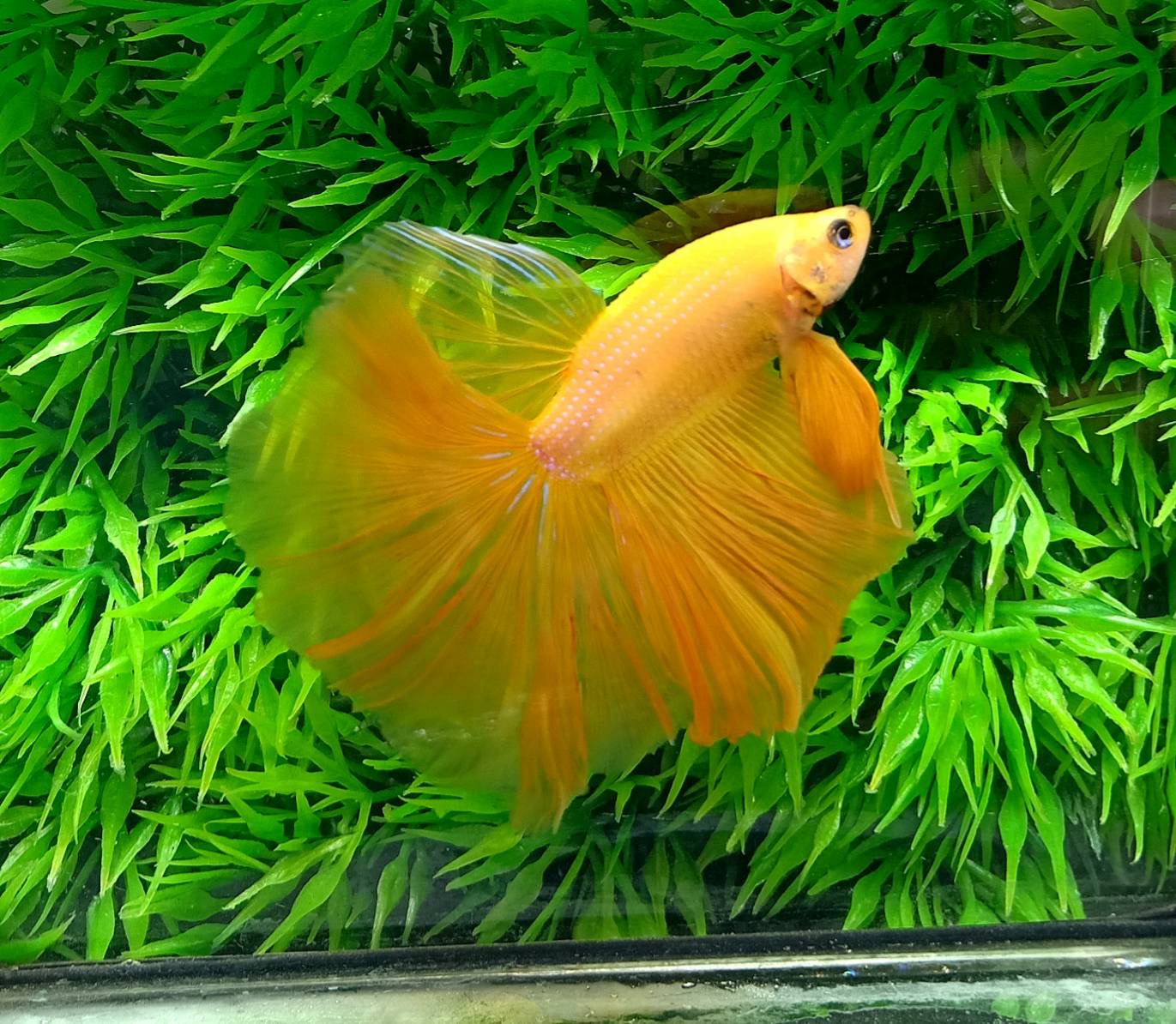 ปลากัดคัดเกรดครีบยาว - Halfmoon Yellow Colors Premium Quality Grade