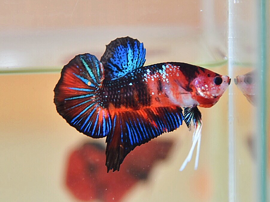 ปลากัดคัดเกรดครีบสั้น - Halfmoon Plakad Fancy Premium Quality Grade