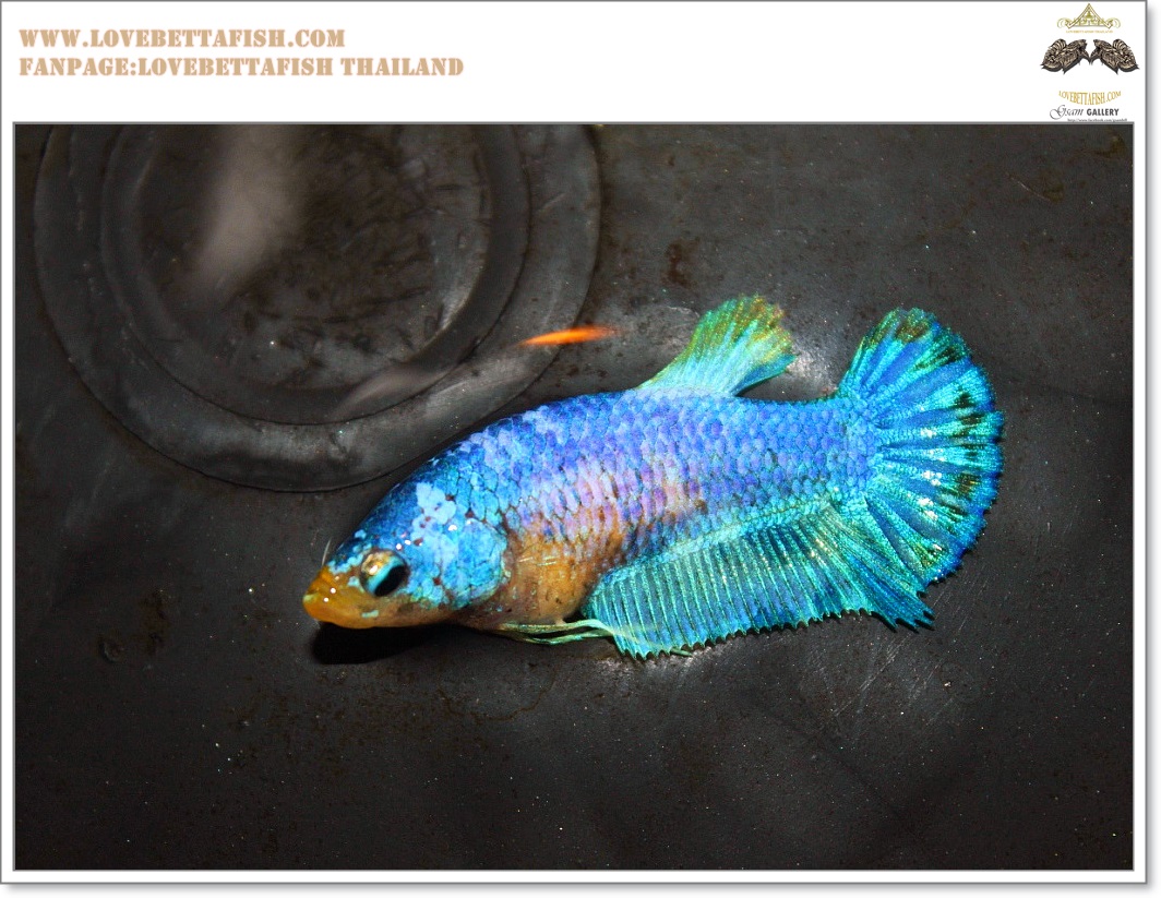 คัดเกรดปลากัดครีบสั้นเพศเมีย-Female Halfmoon Plakat Marble Quality Grade