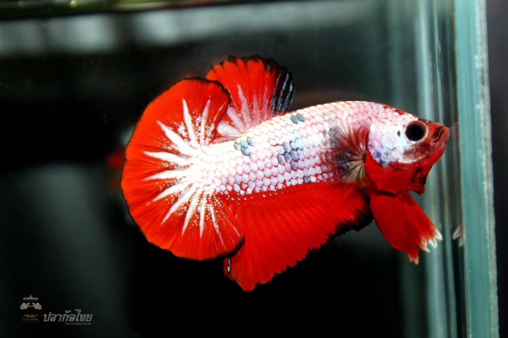 ปลากัดคัดเกรดครีบสั้น - Halfmoon Plakad Fancy Dragon Premium Quality Grade