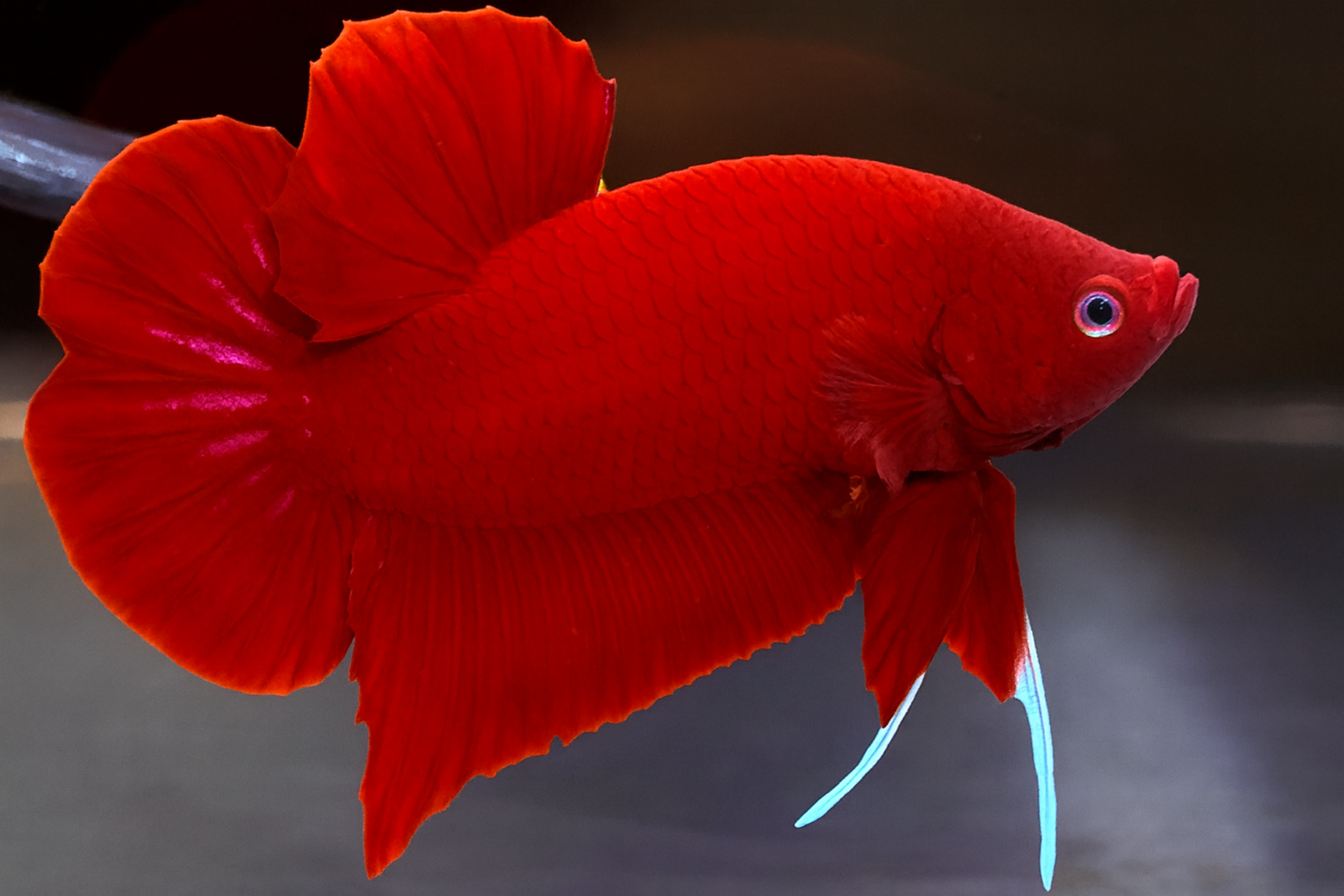 "จับคู่ ตัวผู้+ตัวเมีย" ปลากัดคัดเกรดครีบสั้น- Halfmoon Plakad Super Red