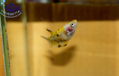(ขายแล้วครับ)"คัดเกรด"ปลากัดครีบสั้นตัวเมีย-Halfmoon Plakats Fancy Yellow Koi