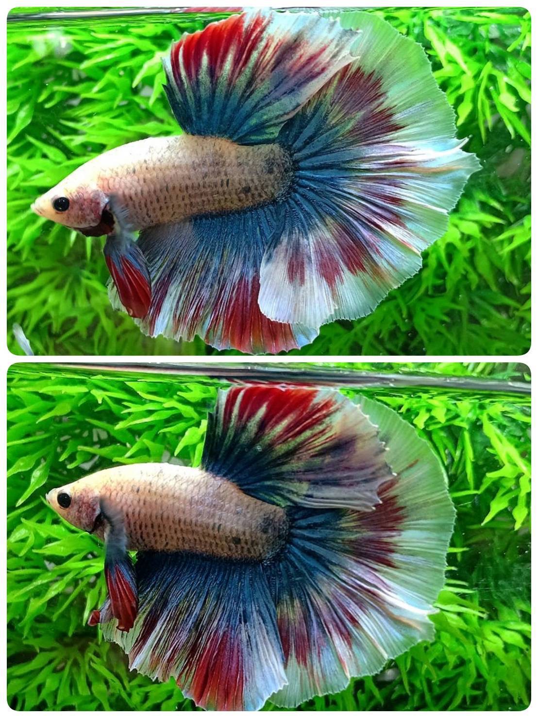 ปลากัดคัดเกรดครีบยาว - Halfmoon Fancy Full Colors Premium Quality Grade