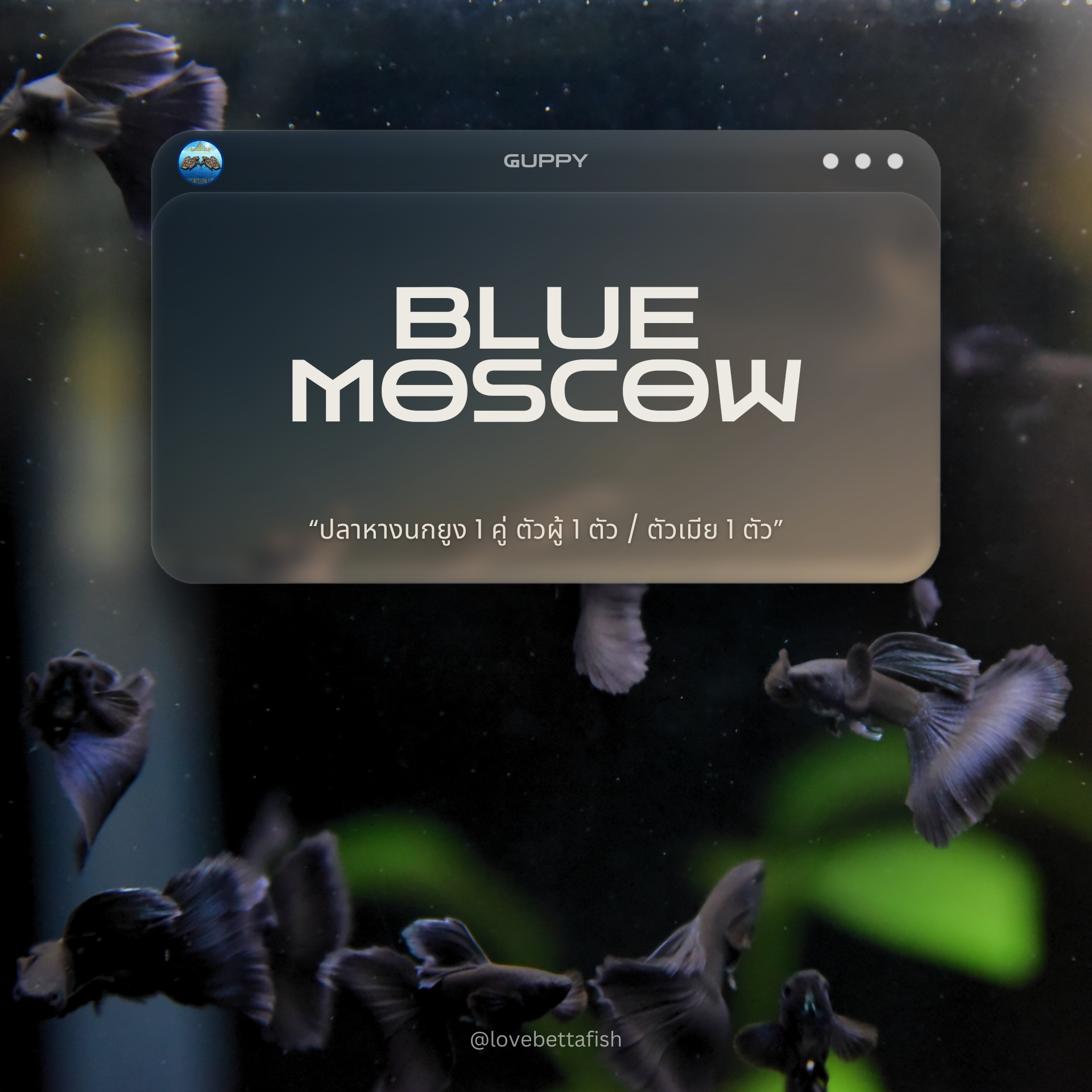 ปลาหางนกยูงคัดเกรด 1 คู่ ตัวผู้ 1 ตัว / ตัวเมีย 1 ตัว - 1 Pair Guppy Blue Moscow Premium Quality Grade