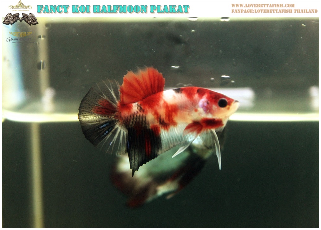 (ขายแล้วครับ)"คัดเกรด"ปลากัดครีบสั้น-Halfmoon Plakats Fancy Koi