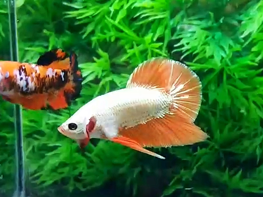 ปลากัดคัดเกรดครีบสั้น - Halfmoon Plakad Orange Dragon Premium Quality Grade